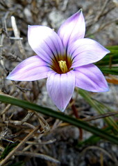 Romulea rosea