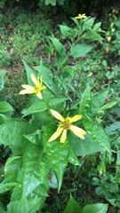 Helianthus decapetalus