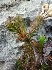 Erica calcareophila