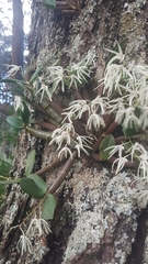 Dendrobium aemulum