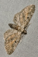 Eupithecia icterata