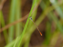 Agriocnemis exilis