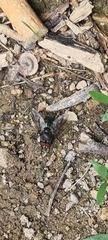 Calliphora vicina