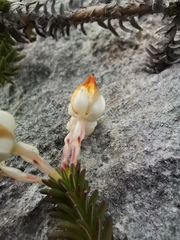 Erica calcareophila