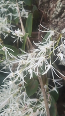Dendrobium aemulum