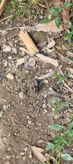 Calliphora vicina