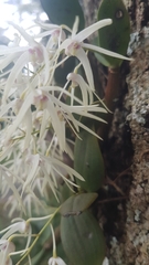 Dendrobium aemulum
