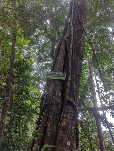 Rengas paya (Gluta aptera)