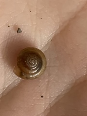 Polygyra cereolus