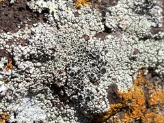 Lecanora argopholis