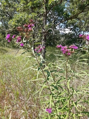Vernonia fasciculata
