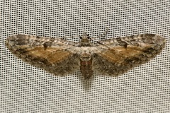 Eupithecia icterata