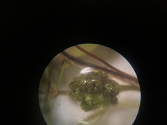 Potamogeton bicupulatus