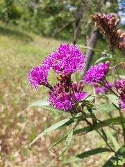 Vernonia fasciculata