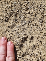 Canis familiaris