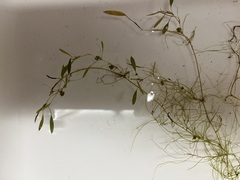 Potamogeton bicupulatus