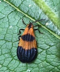 Calopteron terminale