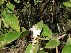 Psidium