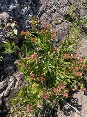 Physocarpus opulifolius