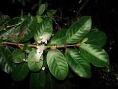 Psidium