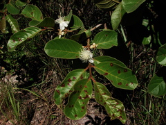 Psidium