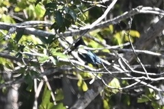 Chloroceryle amazona