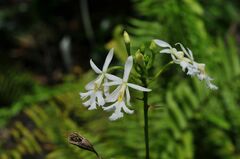Epidendrum revertianum