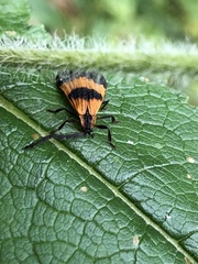 Calopteron terminale