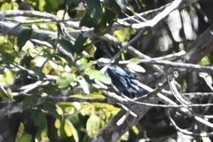 Chloroceryle amazona