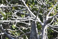 Chloroceryle amazona