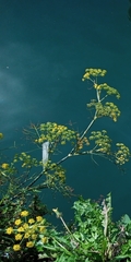 Foeniculum vulgare