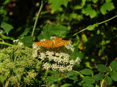 Argynnis paphia