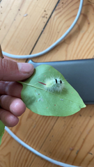Calliteara pudibunda