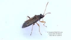 Nysius ericae