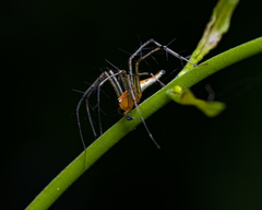 Oxyopes macilentus