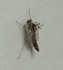 Chironomoidea