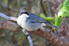 Microspingus cinereus