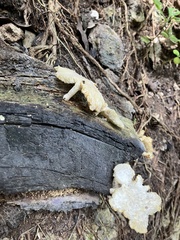 Favolus brasiliensis