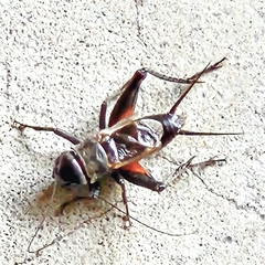 Gryllus