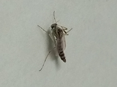 Chironomoidea