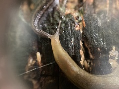 Arion intermedius