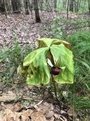 Trillium