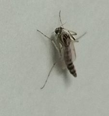 Chironomoidea
