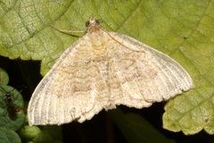 Camptogramma bilineata