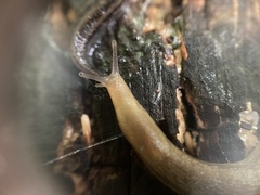 Arion intermedius