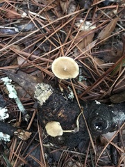 Lentinus arcularius