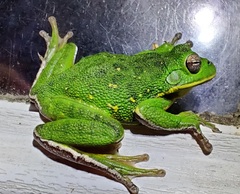 Hyla gratiosa