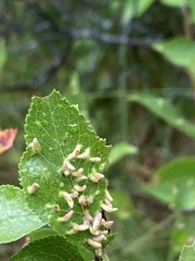 Eriophyes emarginatae