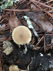 Lentinus arcularius