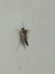 Chironomoidea